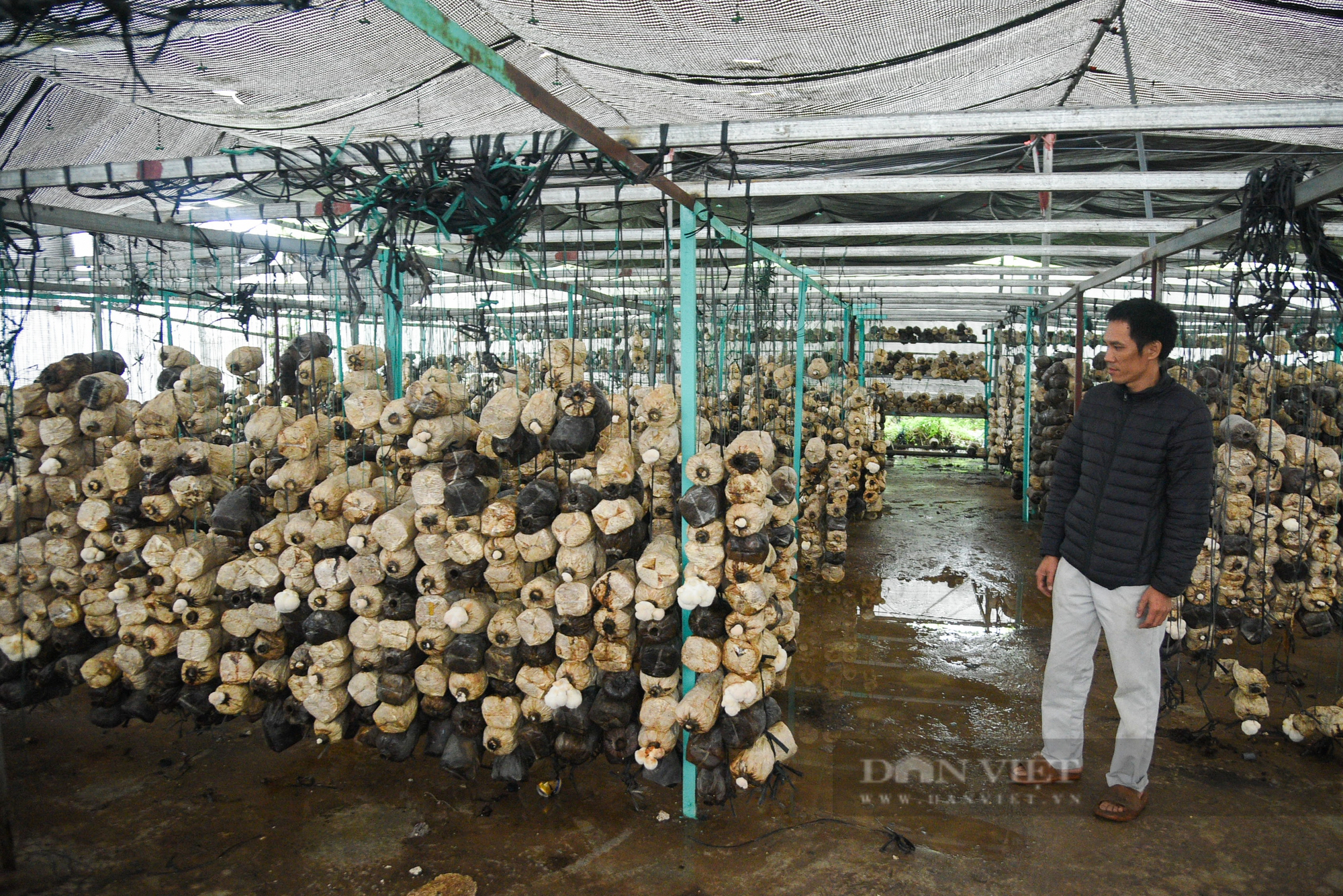 Người nông dân thu lợi nhuận hàng trăm triệu đồng mỗi năm nhờ trồng loại nấm đặc biệt - Ảnh 9.