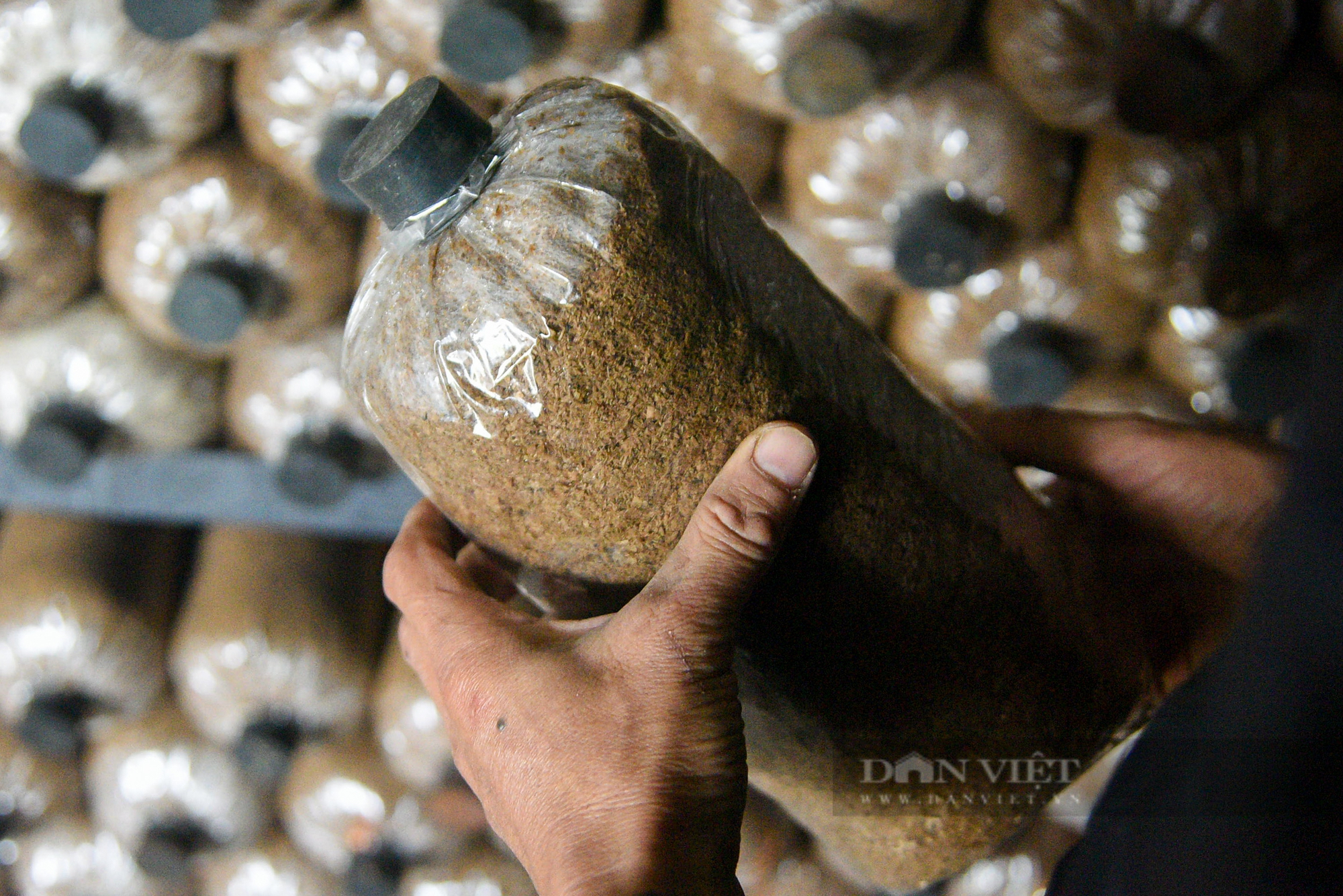 Người nông dân thu lợi nhuận hàng trăm triệu đồng mỗi năm nhờ trồng loại nấm đặc biệt - Ảnh 4.