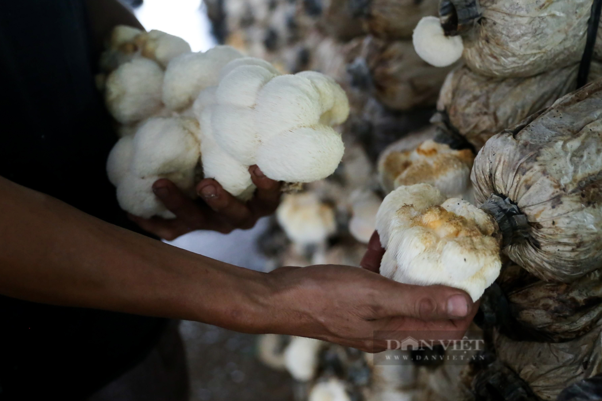 Người nông dân thu lợi nhuận hàng trăm triệu đồng mỗi năm nhờ trồng loại nấm đặc biệt - Ảnh 7.