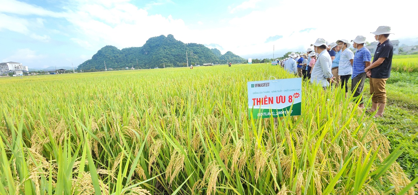 Bộ ba giống lúa chất lượng cao của Vinaseed được nông dân Sơn La ưa chuộng là những giống lúa gì? - Ảnh 2.