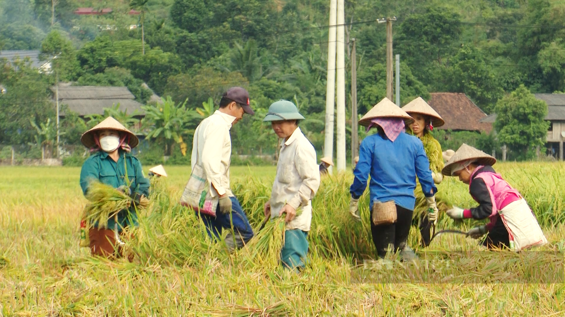 Vụ mùa no ấm trên cánh đồng Mường Tấc - Ảnh 7.