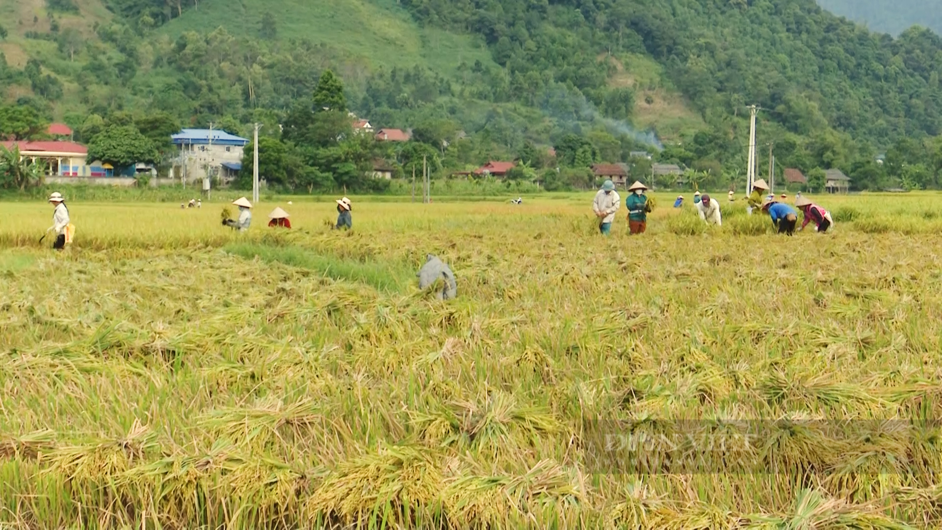 Vụ mùa no ấm trên cánh đồng Mường Tấc - Ảnh 3.