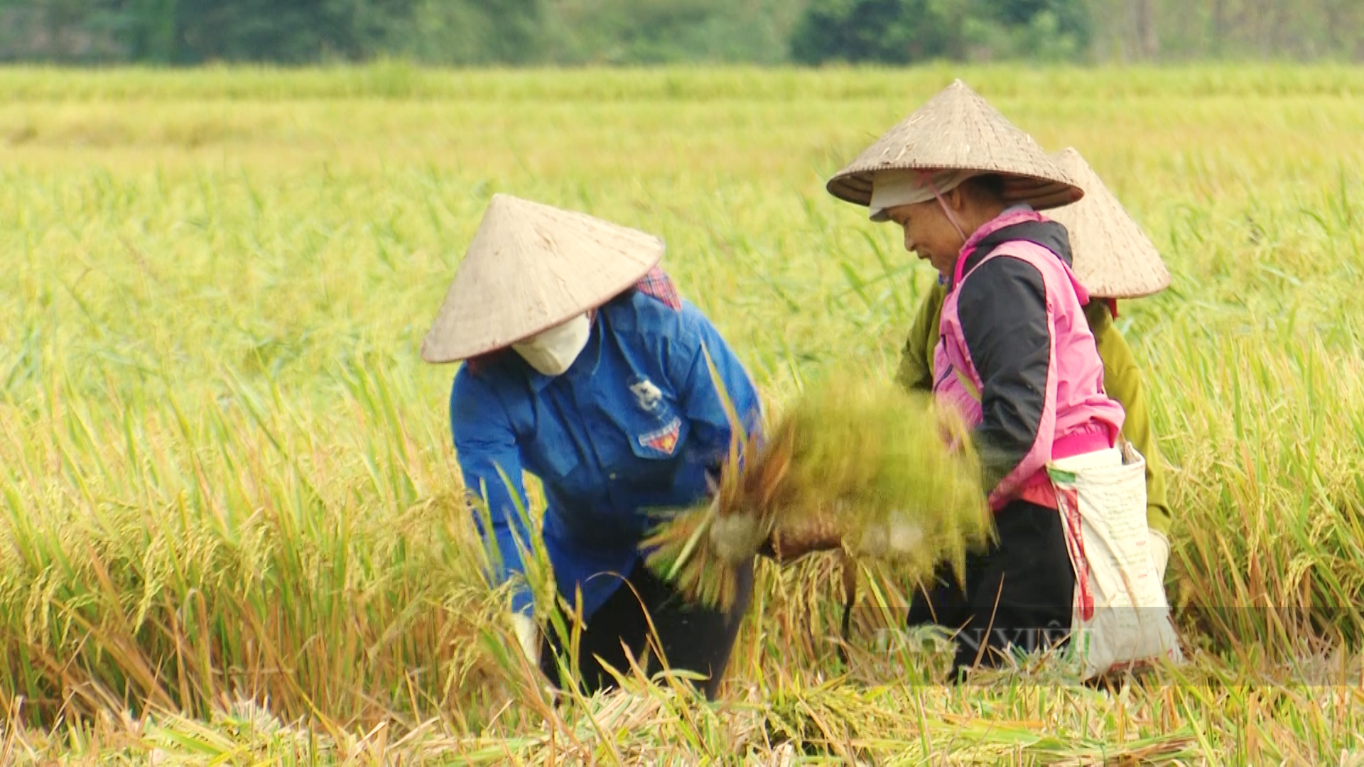 Vụ mùa no ấm trên cánh đồng Mường Tấc - Ảnh 10.