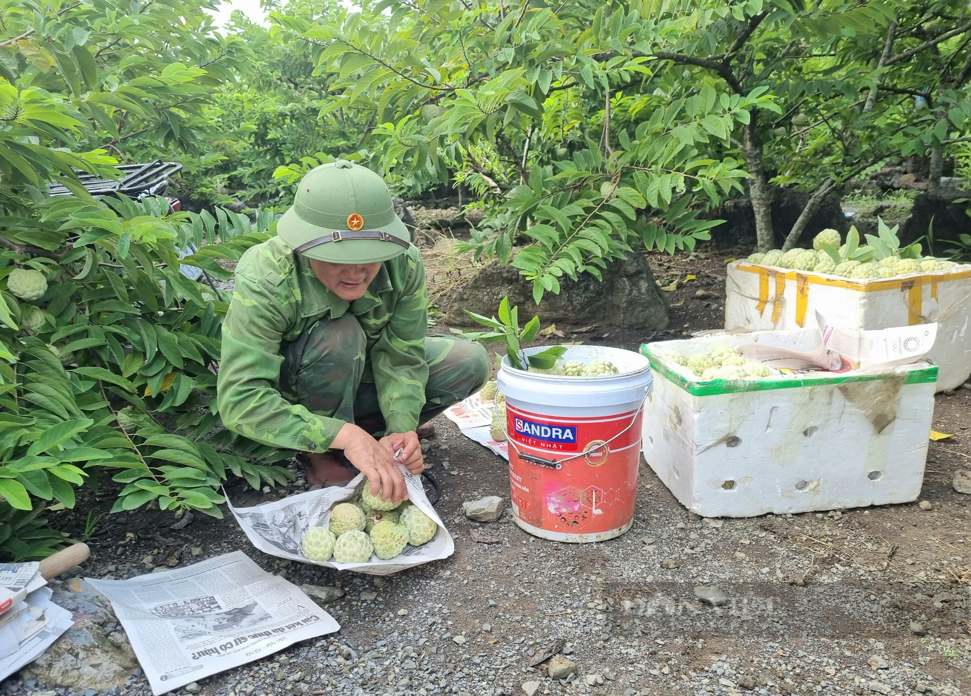 Trồng na thu hoạch 2 vụ/năm, nông dân ở Ninh Bình thu gần 300 triệu đồng/ha - Ảnh 8.