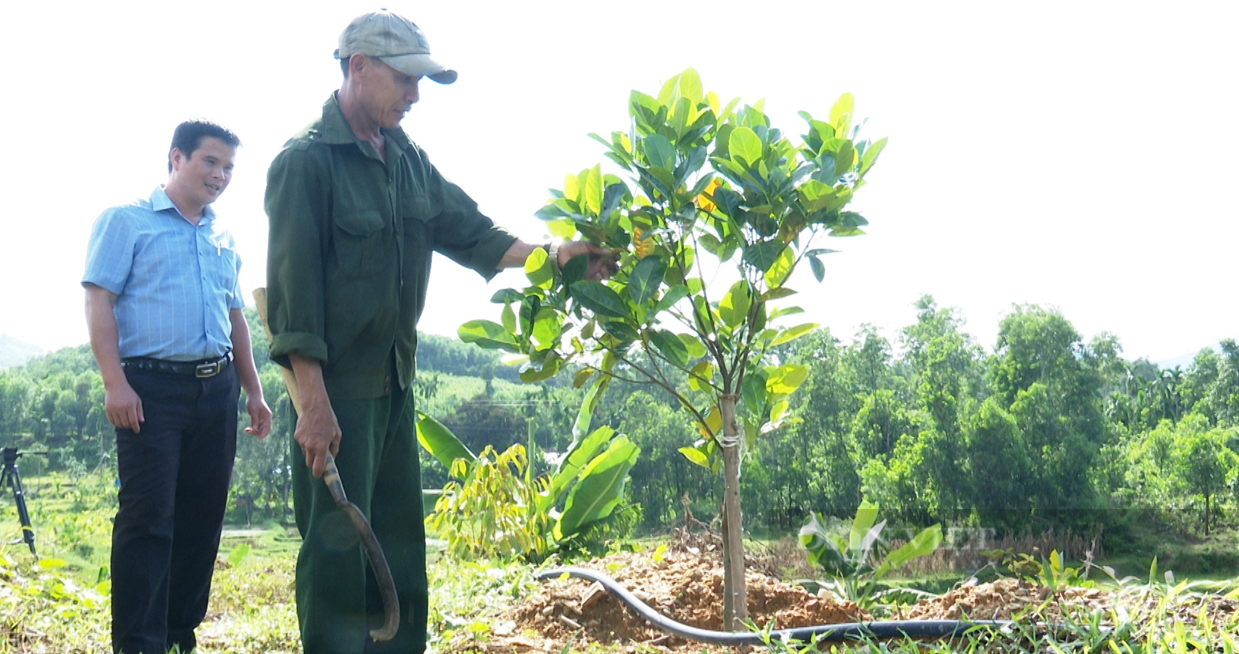Quảng Nam: 13.400 nông dân Tiên Phước đạt danh hiệu nông dân sản xuất-kinh doanh giỏi - Ảnh 2.