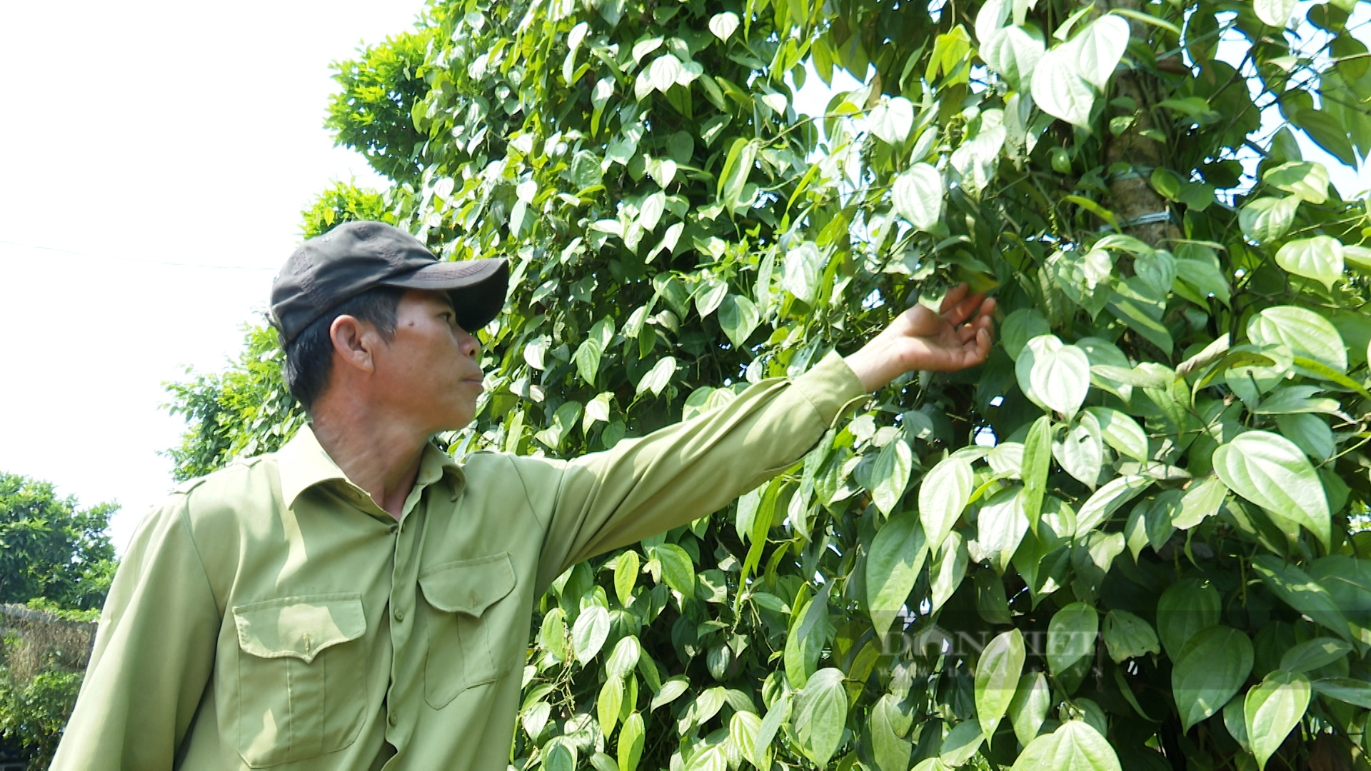 Quảng Nam: 13.400 nông dân Tiên Phước đạt danh hiệu nông dân sản xuất-kinh doanh giỏi - Ảnh 3.