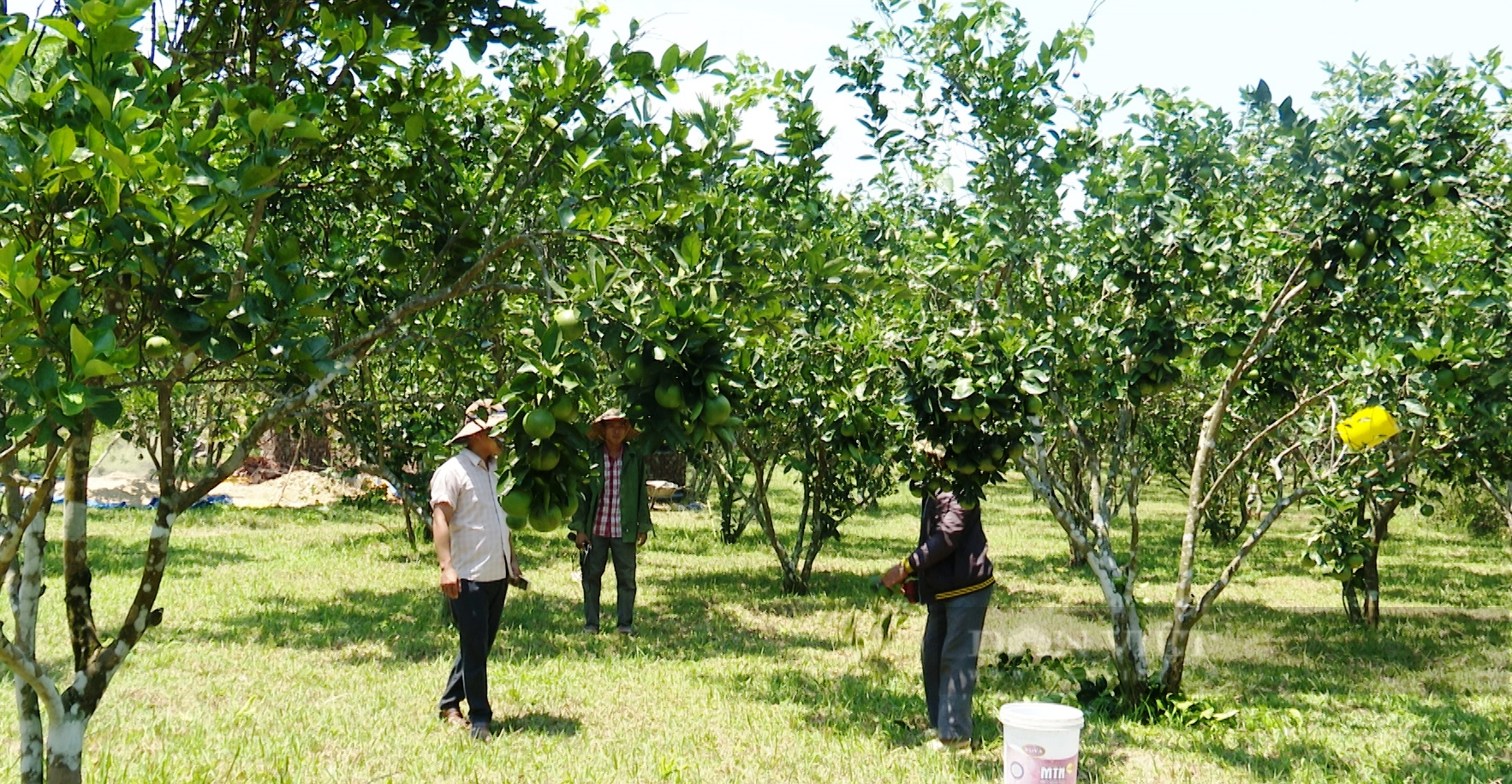 Quảng Nam: 13.400 nông dân Tiên Phước đạt danh hiệu nông dân sản xuất-kinh doanh giỏi - Ảnh 1.