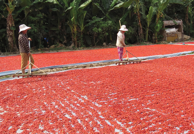 Trồng ớt ở Đồng Tháp bán giá bao nhiêu mà cả nông dân và thương lái đều phấn chấn? - Ảnh 1.