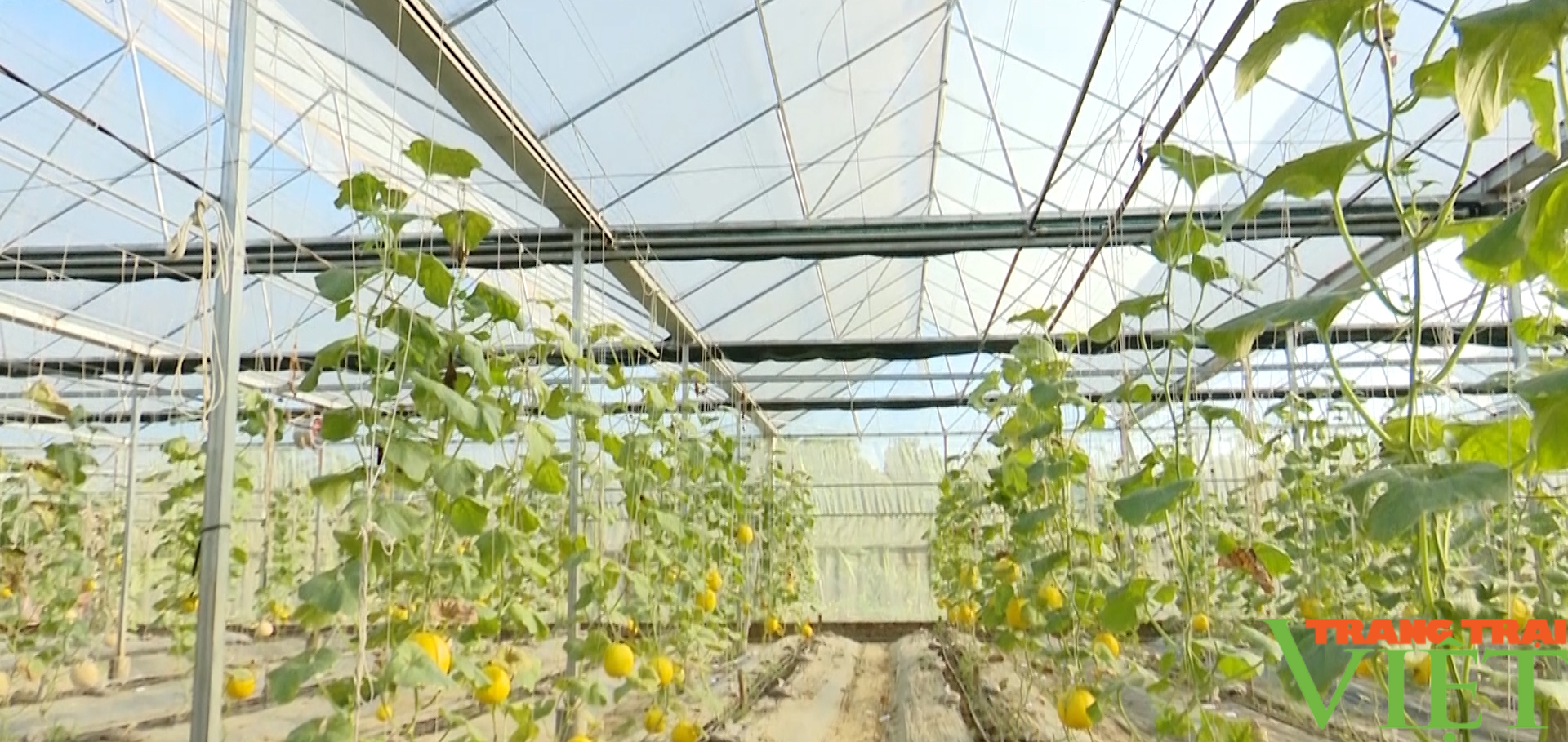 Sơn La: Sản phẩm nông nghiệp sạch, chất lượng cao xu hướng phát triển bền vững - Ảnh 3.