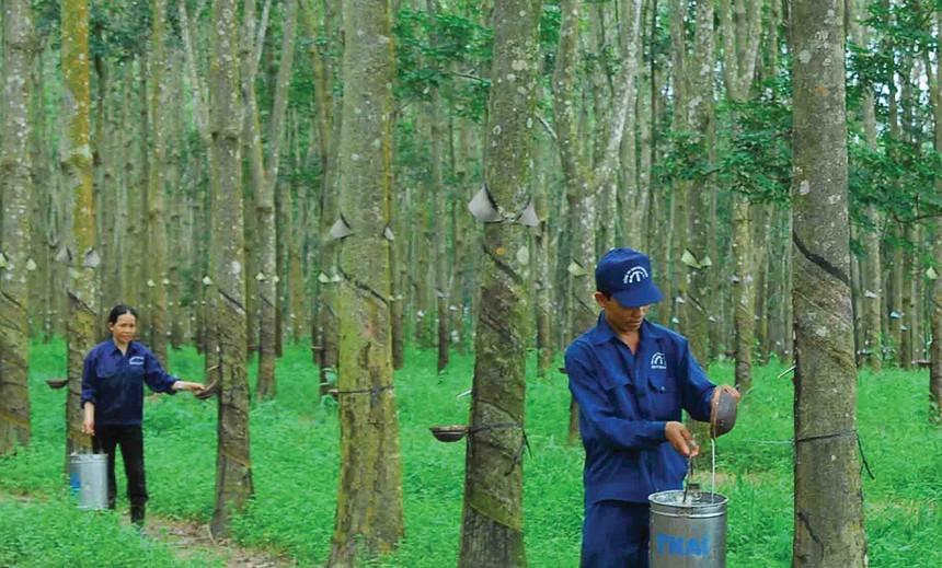 Giá cao su hôm nay 15/12: Giá cao su giảm mạnh chưa từng thấy toàn thị trường - Ảnh 1.