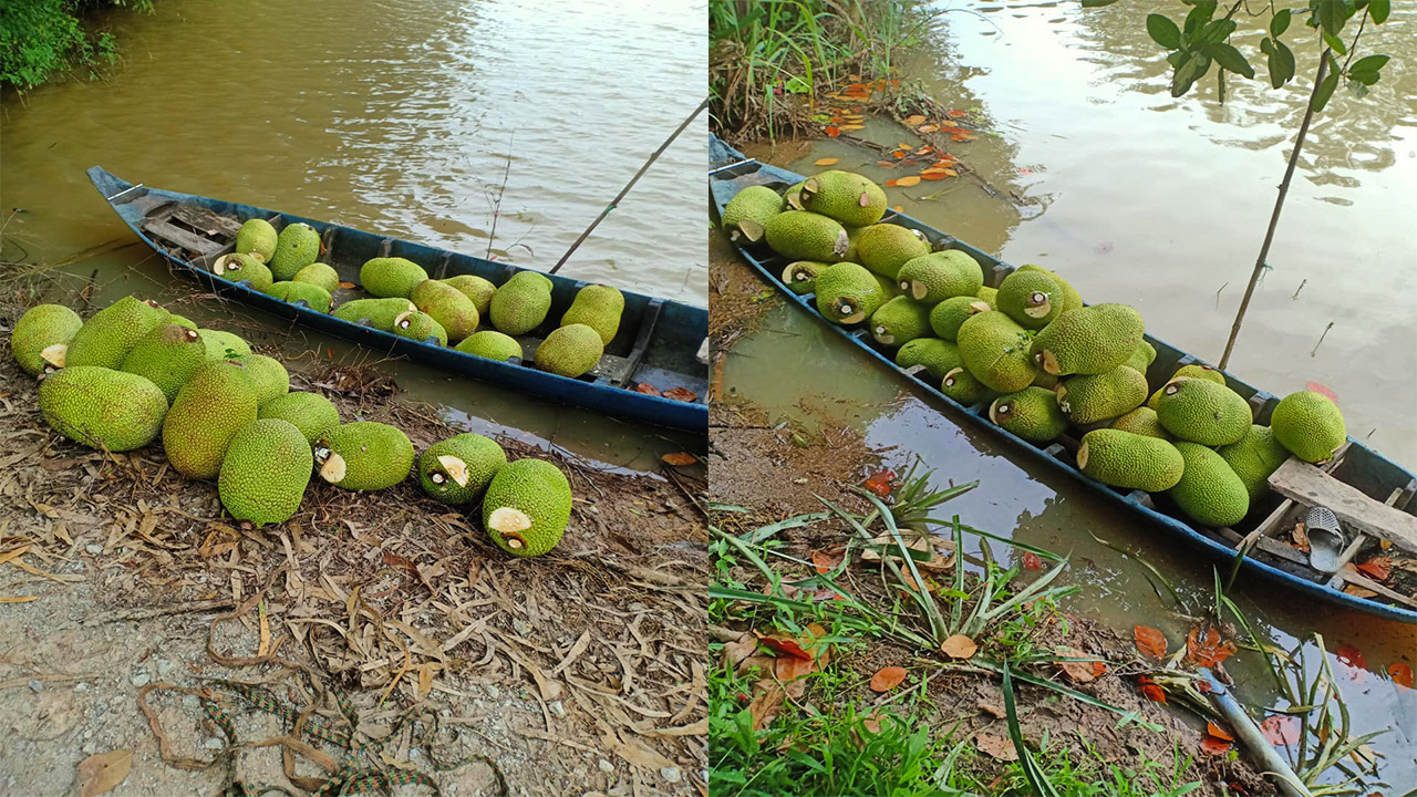 Giá mít Thái hôm nay 21/10: Giá giảm nhưng đừng chê, ai có mít bán đều lời - Ảnh 1.