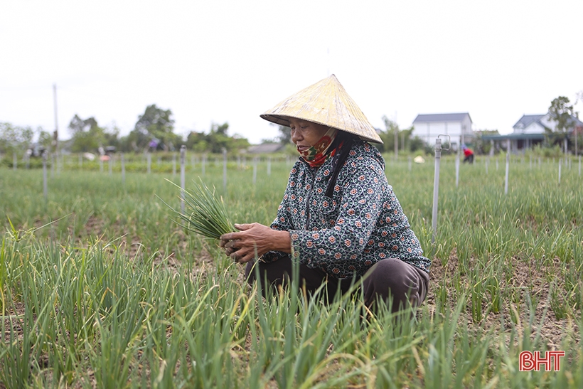 Hà Tĩnh: Giá hành lá tăng 3 - 4 lần, nông dân “người vui, kẻ tiếc” - Ảnh 3.