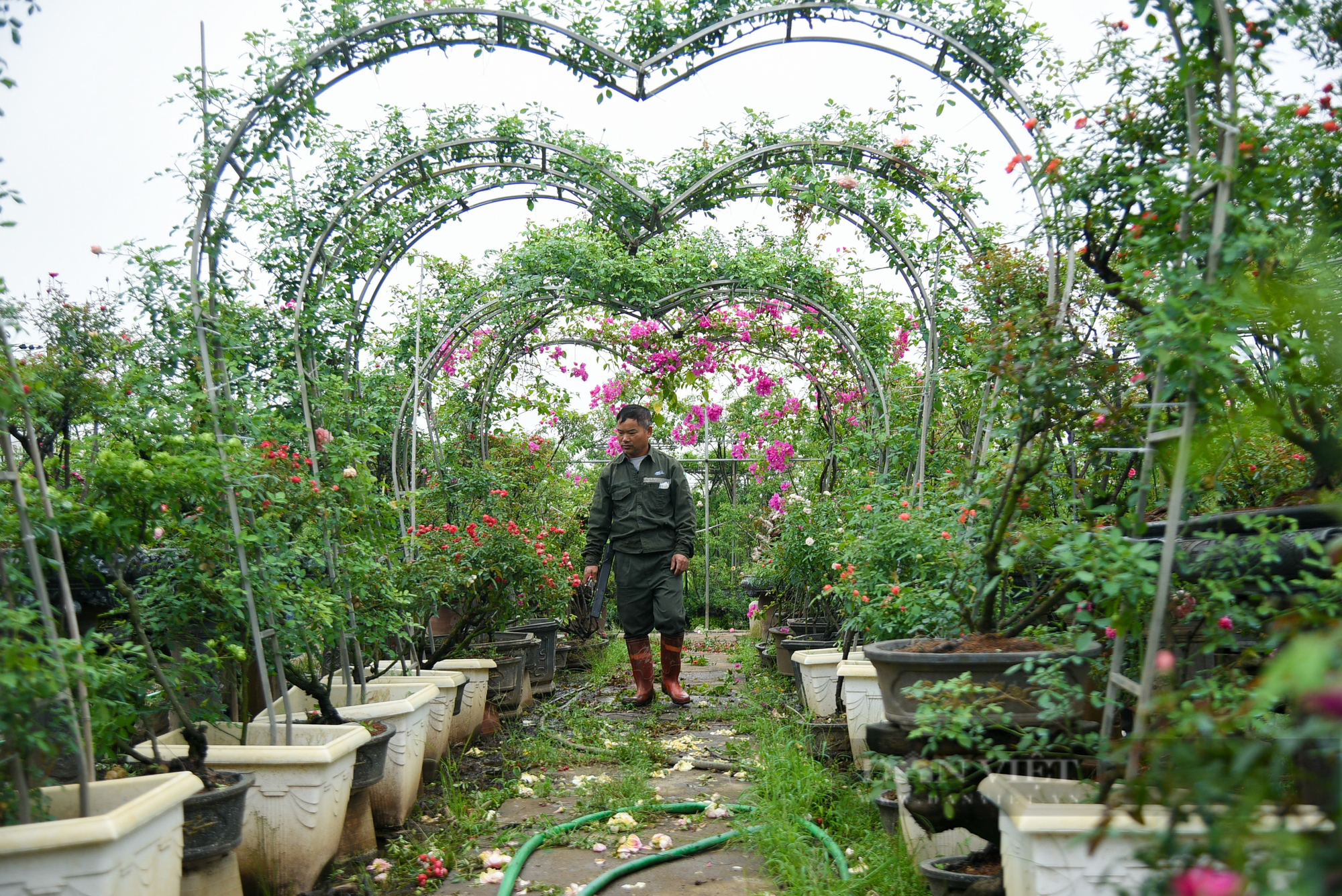 Trồng hoa hồng bonsai, tạo dáng độc lạ người nông dân thu về hơn 300 triệu đồng mỗi năm - Ảnh 1.