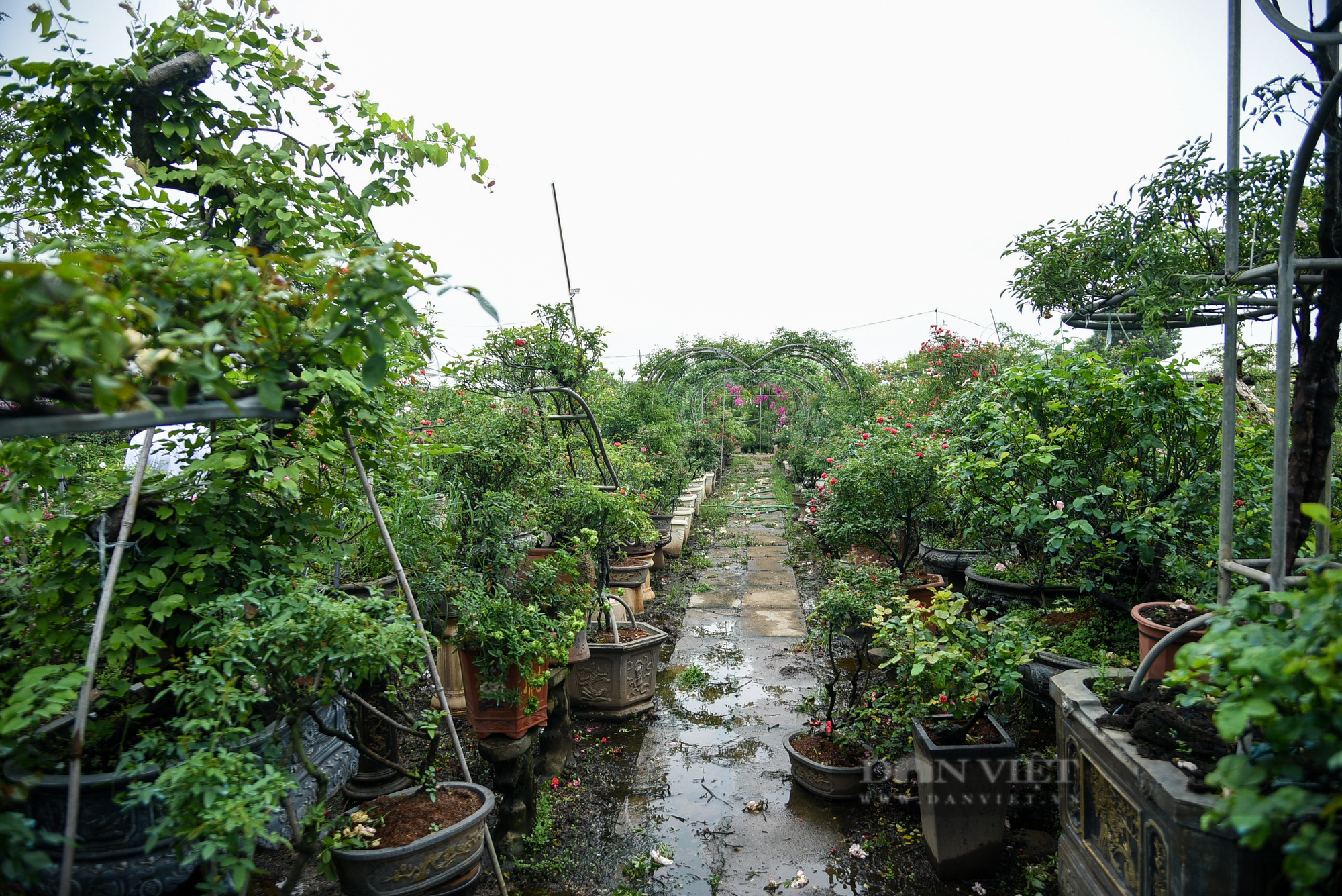 Trồng hoa hồng bonsai, tạo dáng độc lạ người nông dân thu về hơn 300 triệu đồng mỗi năm - Ảnh 2.