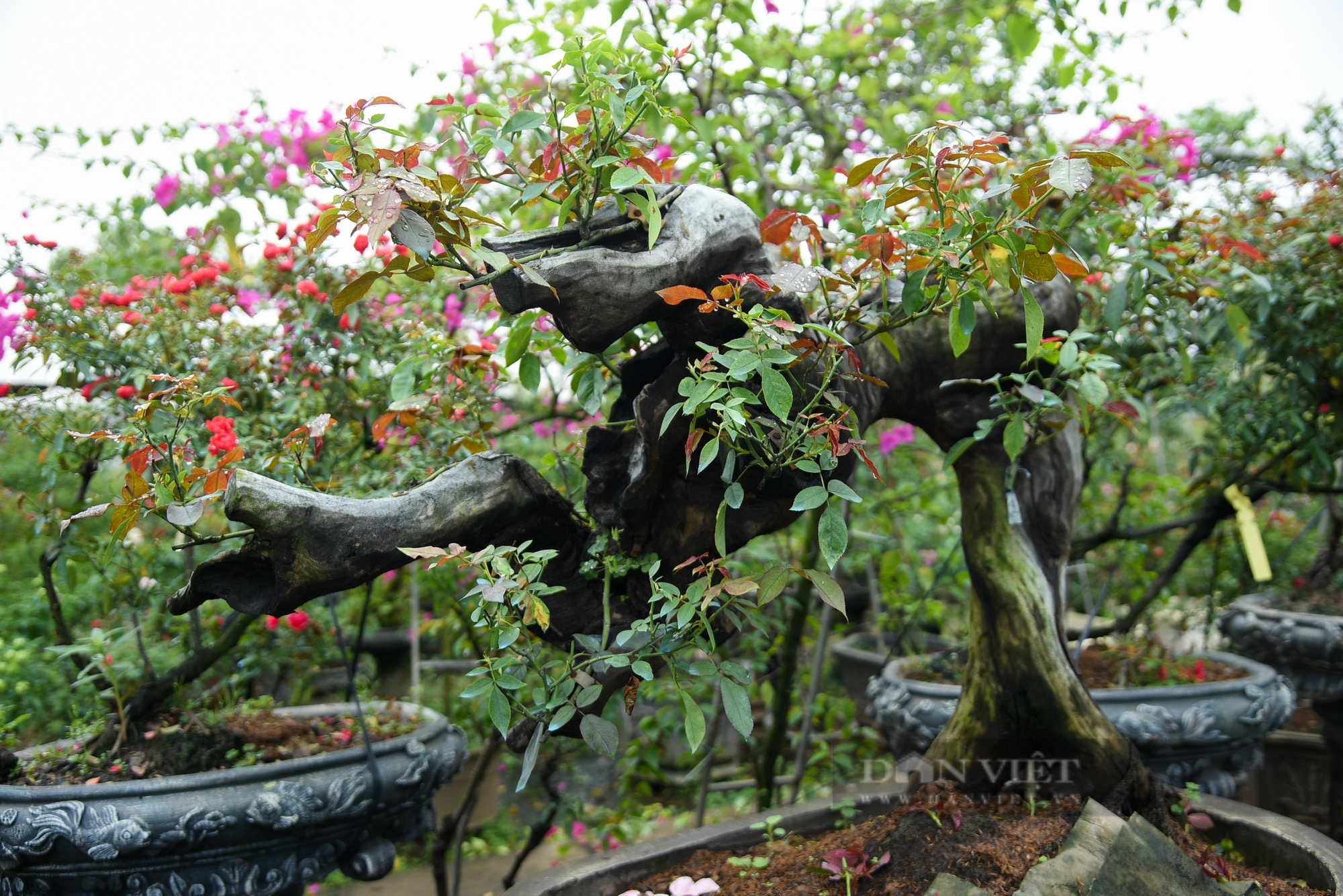 Trồng hoa hồng bonsai, tạo dáng độc lạ người nông dân thu về hơn 300 triệu đồng mỗi năm - Ảnh 5.