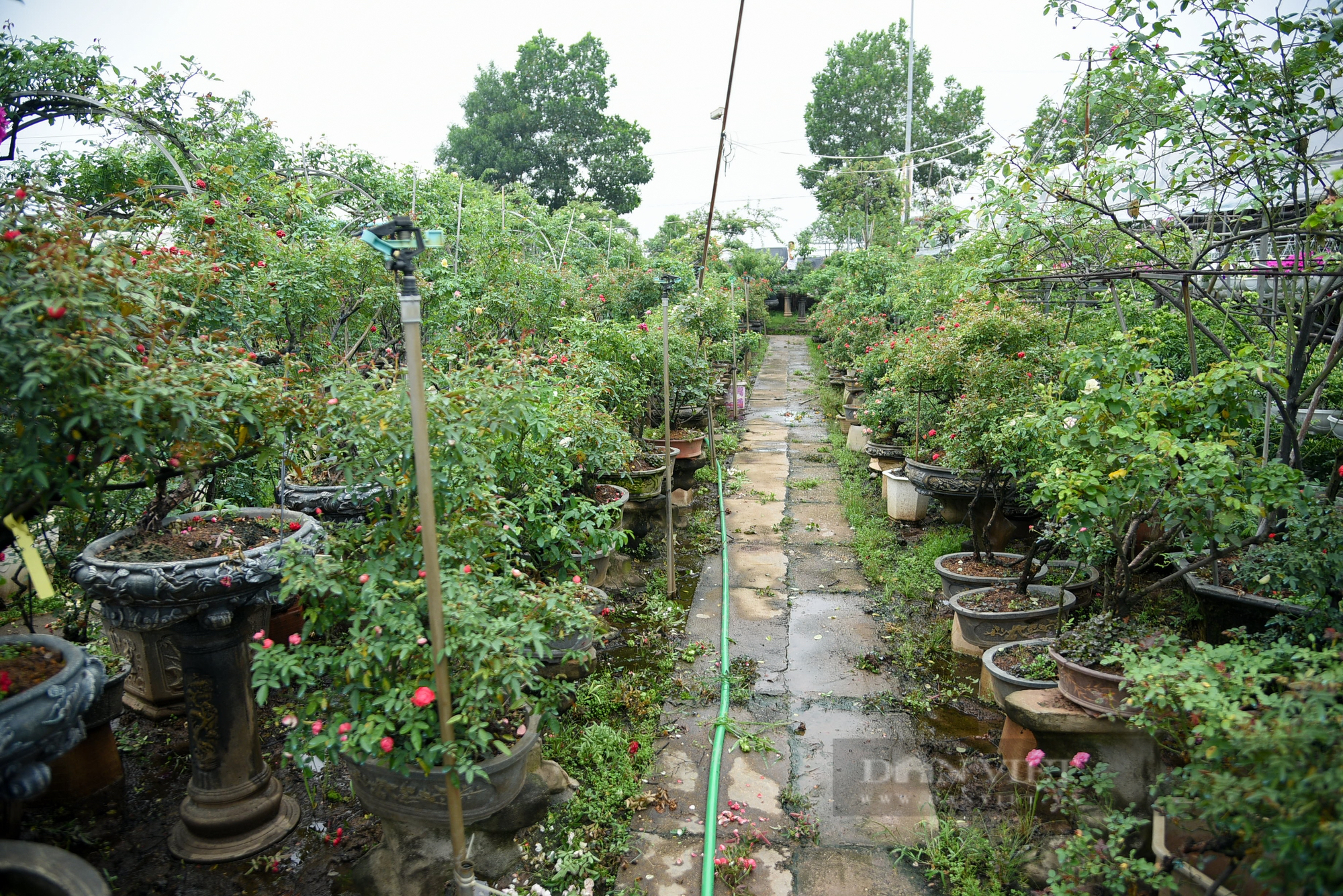 Trồng hoa hồng bonsai, tạo dáng độc lạ người nông dân thu về hơn 300 triệu đồng mỗi năm - Ảnh 8.