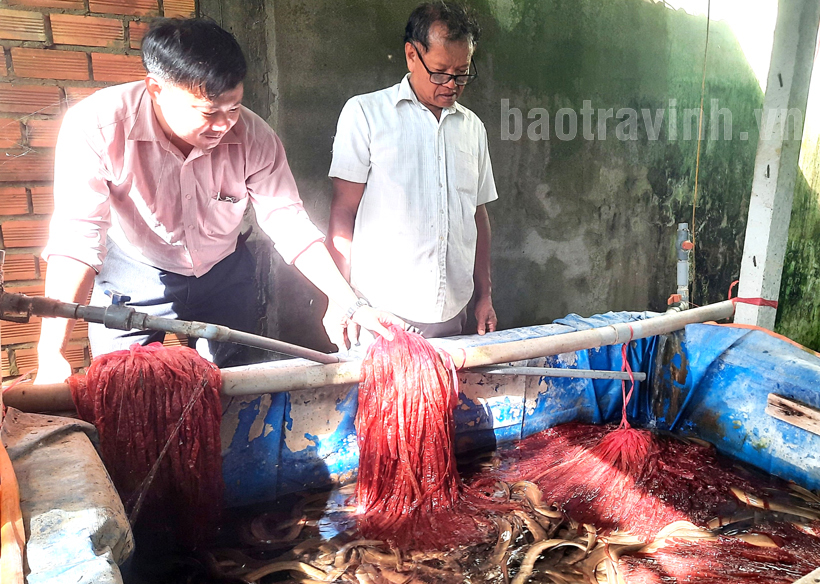 Nuôi con đặc sản, thò tay xuống sờ thấy toàn con to, bác nông dân Trà Vinh thu nhập tốt, trả lương khá - Ảnh 1.