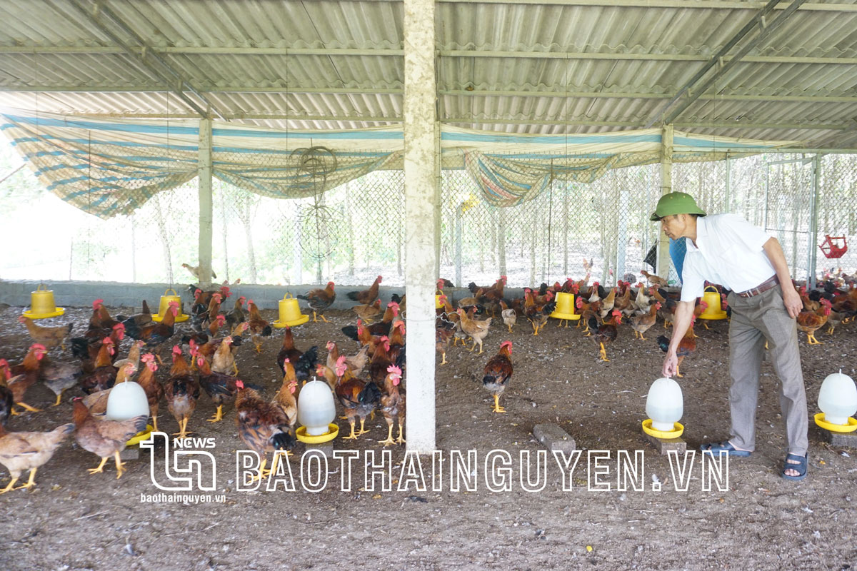 Thái Nguyên: Nhà nông rục rịch tái đàn phục vụ Tết Nguyên đán - Ảnh 1.