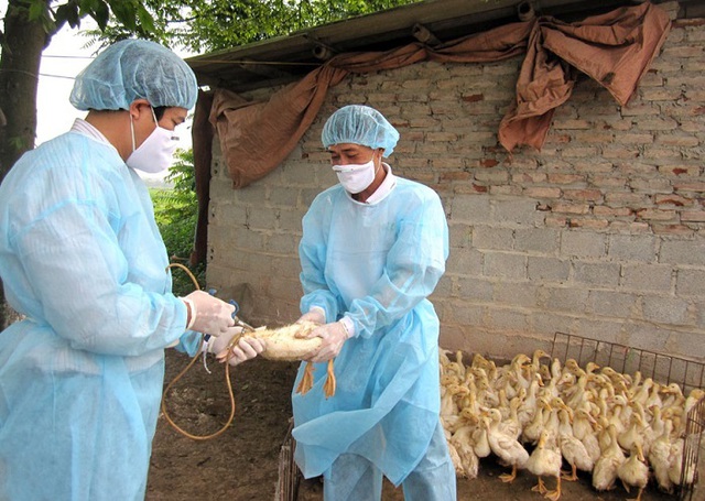 Bộ NNPTNT yêu cầu tiêm phòng vaccine dịch tả lợn châu Phi theo hướng dẫn của Cục Thú y - Ảnh 1.