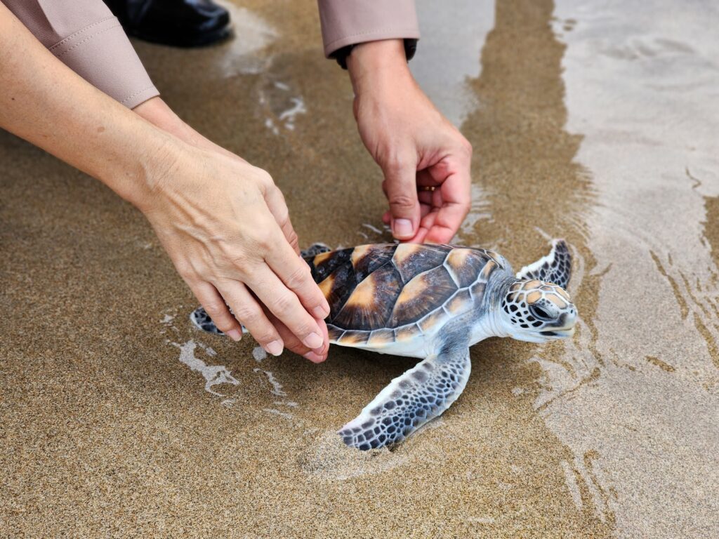 Thái Lan: Khu nghỉ mát thả rùa biển, cua hoa về với tự nhiên - Ảnh 2.