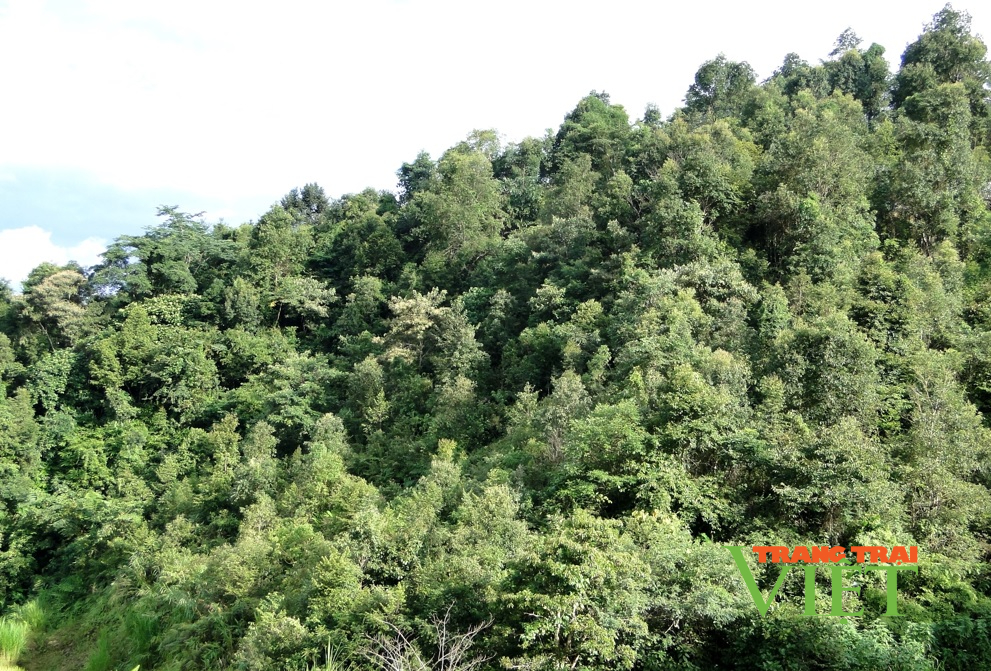 Hiệu quả từ chính sách chi trả dịch vụ môi trường rừng ở Nùng Nàng - Ảnh 1.