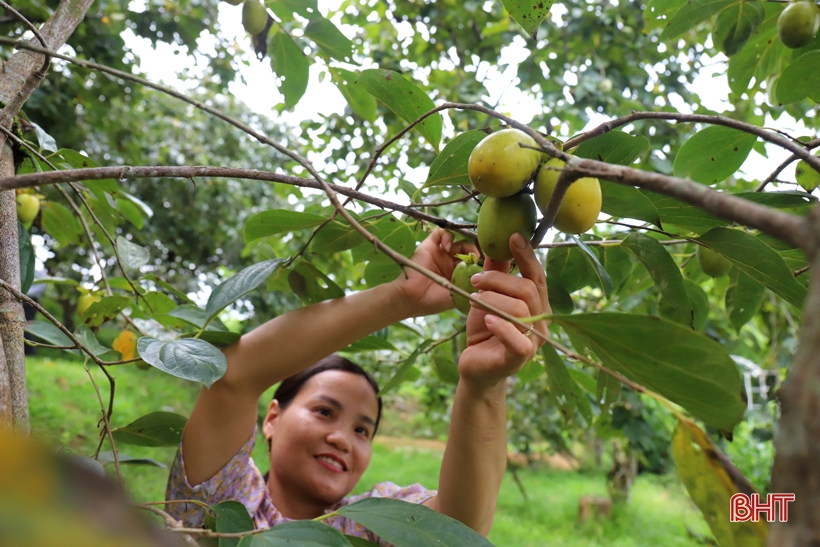 Hà Tĩnh: Loại quả giòn ngọt vào vụ, được mùa, được giá, nông dân &quot;bỏ túi&quot; hàng trăm triệu đồng - Ảnh 5.