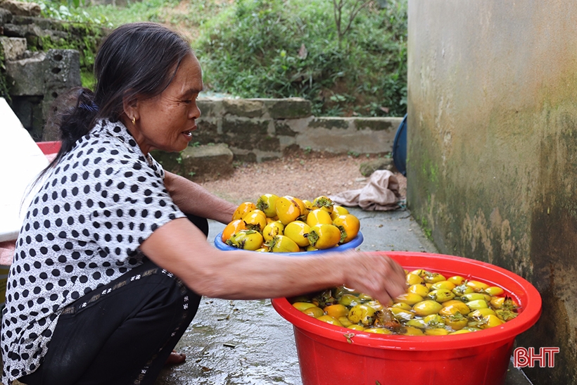 Hà Tĩnh: Loại quả giòn ngọt vào vụ, được mùa, được giá, nông dân &quot;bỏ túi&quot; hàng trăm triệu đồng - Ảnh 1.