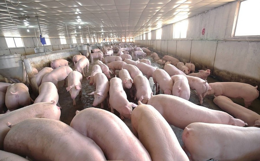 Giá lợn hơi vẫn xu hướng giảm, người chăn nuôi lo sợ bị ảnh hưởng theo đà tiêu cực - Ảnh 1.