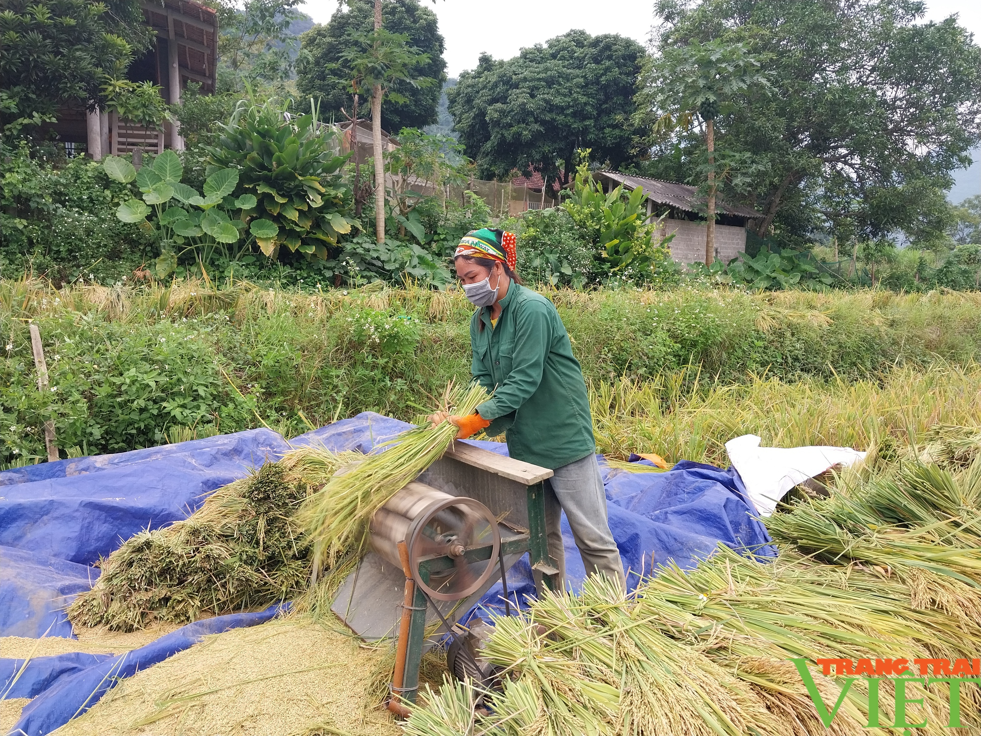 Nông dân Hòa Bình thu hoạch lúa mùa, gieo trồng vụ đông - Ảnh 5.