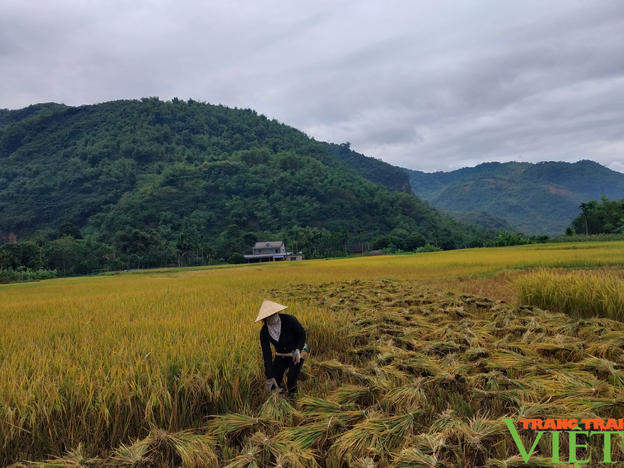 Nông dân Hòa Bình thu hoạch lúa mùa, gieo trồng vụ đông - Ảnh 3.