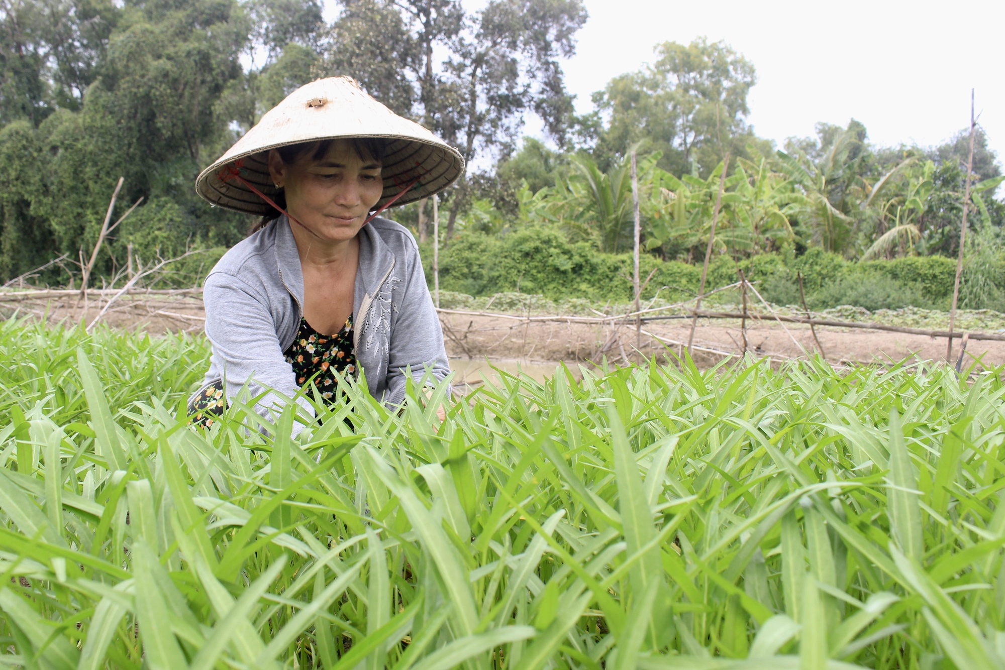 Mở rộng thí điểm xây dựng trên đất nông nghiệp để TP.HCM bứt phá trong chuyển dịch nông nghiệp đô thị - Ảnh 3.