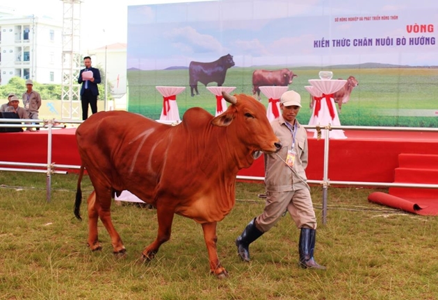 Dắt bò đi thi &quot;nam vương&quot;, &quot;hoa hậu&quot;, nông dân Hà Nội tự hào có đàn bò &quot;khổng lồ&quot; - Ảnh 1.