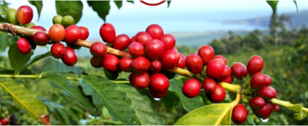 Xuất khẩu cà phê Việt sang thị trường Tây Ban Nha 9 tháng tăng vọt 2 con số - Ảnh 1.