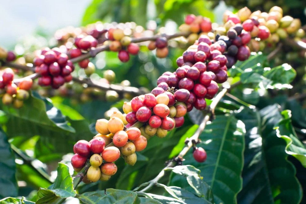 Xuất khẩu cà phê Việt sang thị trường Tây Ban Nha 9 tháng tăng vọt 2 con số - Ảnh 5.
