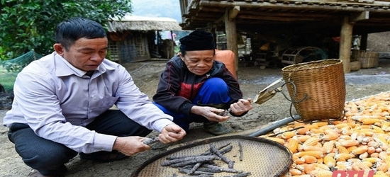 Cánh kiến đỏ là con gì mà bao năm qua, đồng bào dân tộc thiểu số ở Mường Lát có thu nhập &quot;cực ổn&quot; - Ảnh 1.