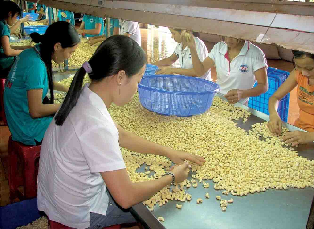 Việt Nam đang chiếm vị trí độc tôn cung cấp một loại hạt cho Trung Quốc, là hạt gì? - Ảnh 1.