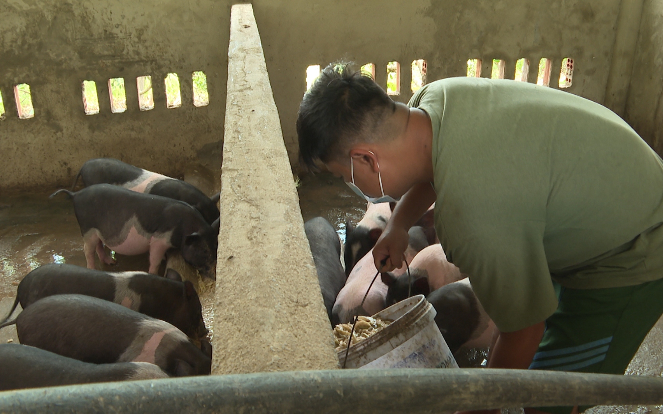 Nuôi heo sữa là mô hình làm giàu, tạo thêm việc làm cho lao động nông thôn ở Bình Phước 