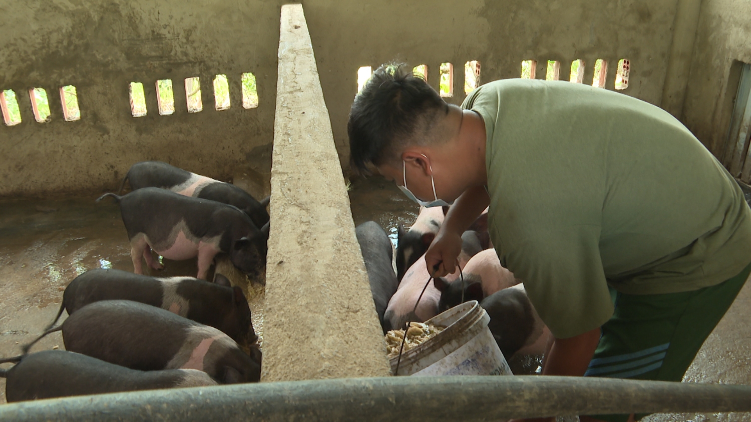 Nuôi heo sữa là mô hình làm giàu, tạo thêm việc làm cho lao động nông thôn ở Bình Phước  - Ảnh 1.