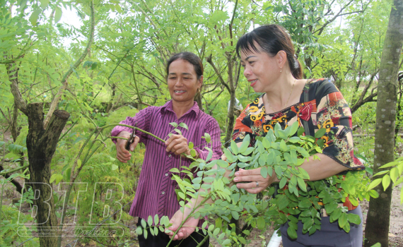 Chị nông dân mát tay trồng hòe nhất xã ở Thái Bình, thu 7 tạ hoa, bán được 200 triệu đồng - Ảnh 1.