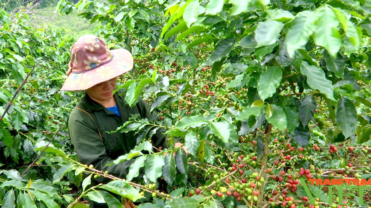Quả sai chi chít, giá tăng, nông dân trồng cà phê &quot;trúng quả&quot; - Ảnh 3.