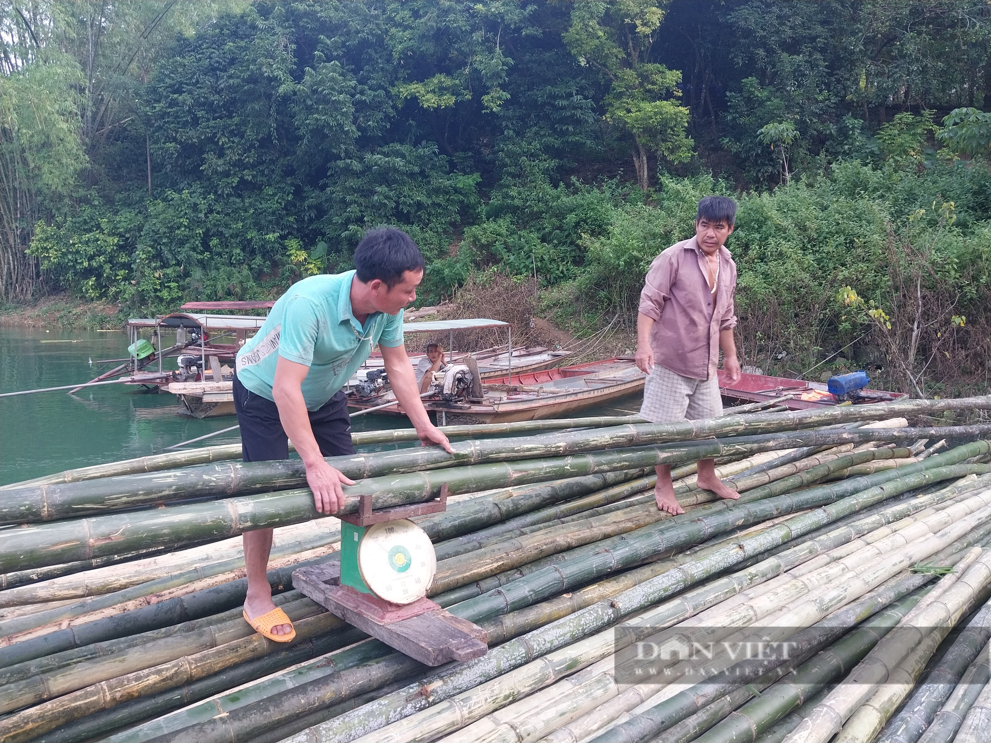 Cây luồng mang lại lợi ích kép cho nông dân vùng cao Hòa Bình  - Ảnh 10.