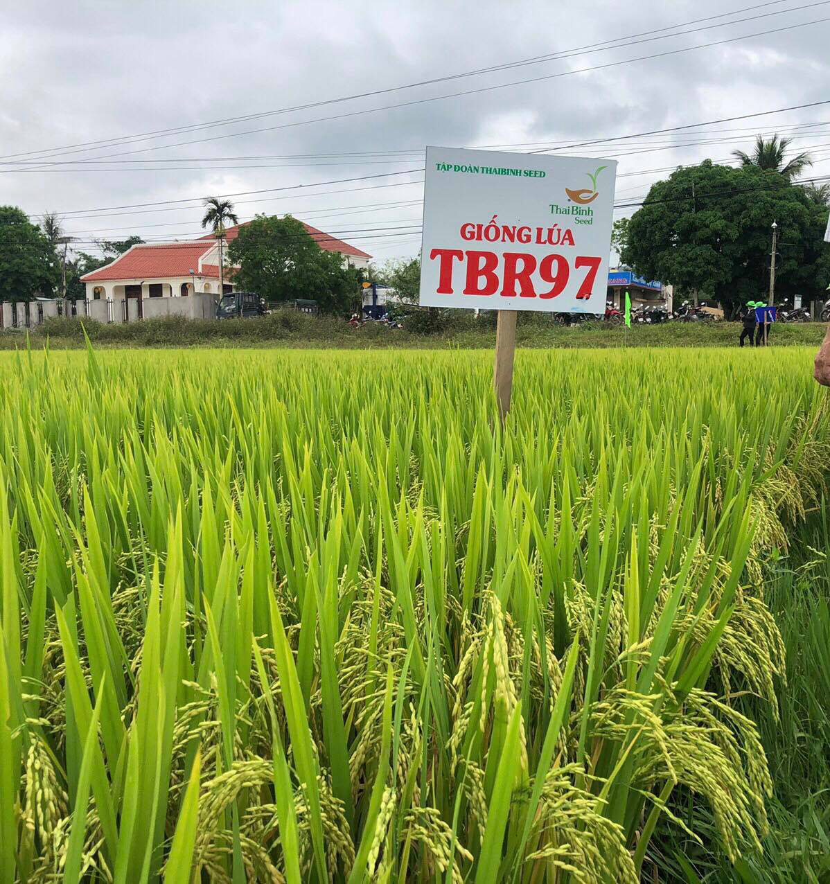 ThaiBinh Seed Miền Trung - Tây Nguyên: 15 năm sát cánh cùng nông dân cho những vụ mùa bội thu - Ảnh 11.