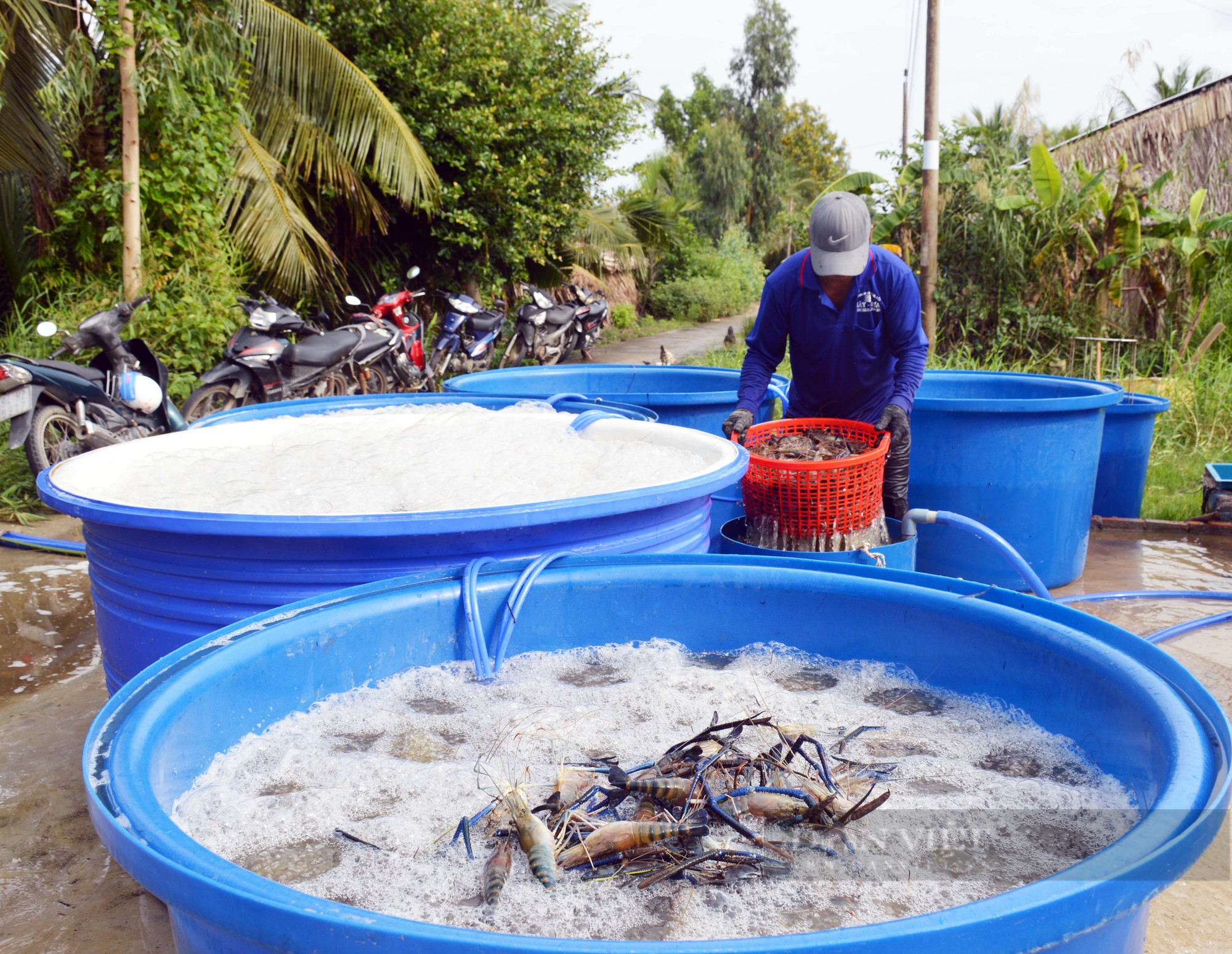 Ảnh: Cách nông dân miền Tây thu hoạch tôm càng xanh bán giá cao - Ảnh 16.