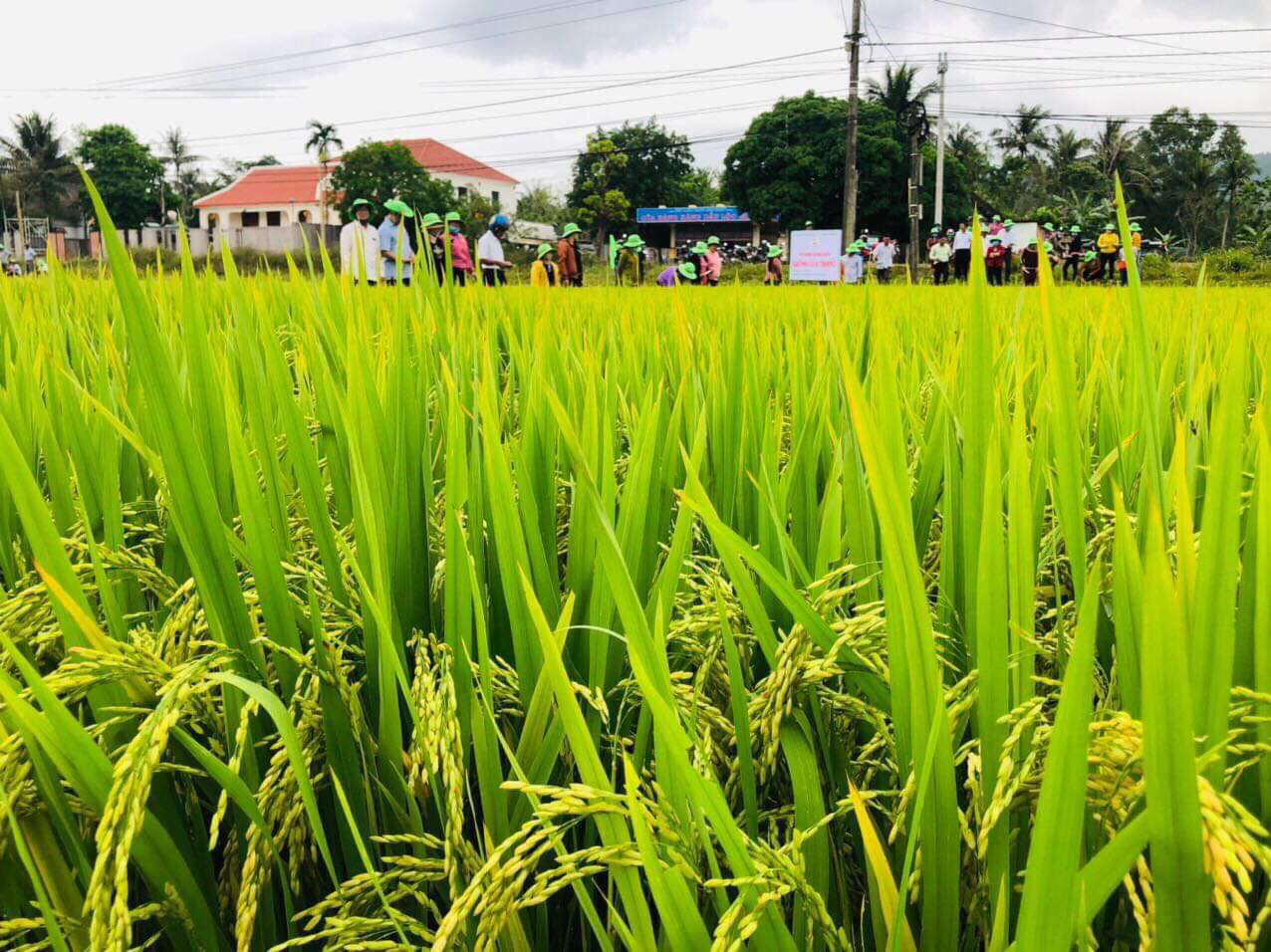 ThaiBinh Seed Miền Trung - Tây Nguyên: 15 năm sát cánh cùng nông dân cho những vụ mùa bội thu - Ảnh 10.