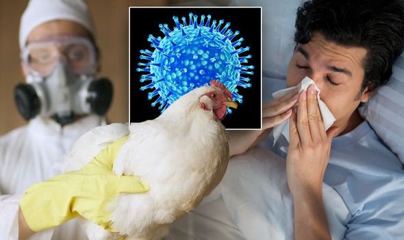 Khẩn: Bộ Y tế đề nghị tăng cường phòng chống cúm gia cầm lây lan sang người - Ảnh 1.