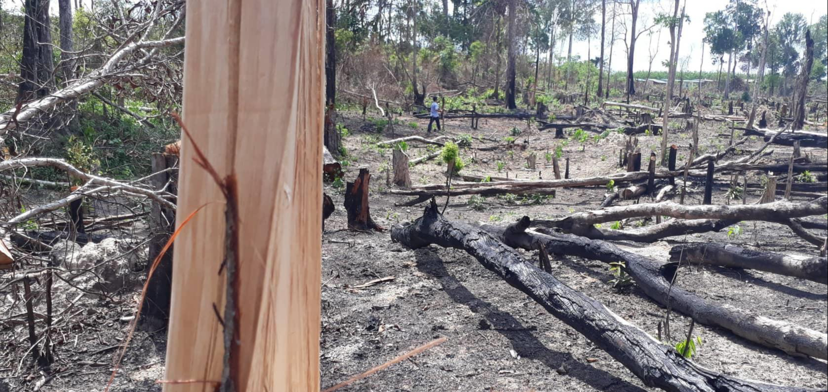Gia Lai: Khởi tố vụ để mất rừng tại Ban Quản lý rừng phòng hộ Đức Cơ - Ảnh 1.