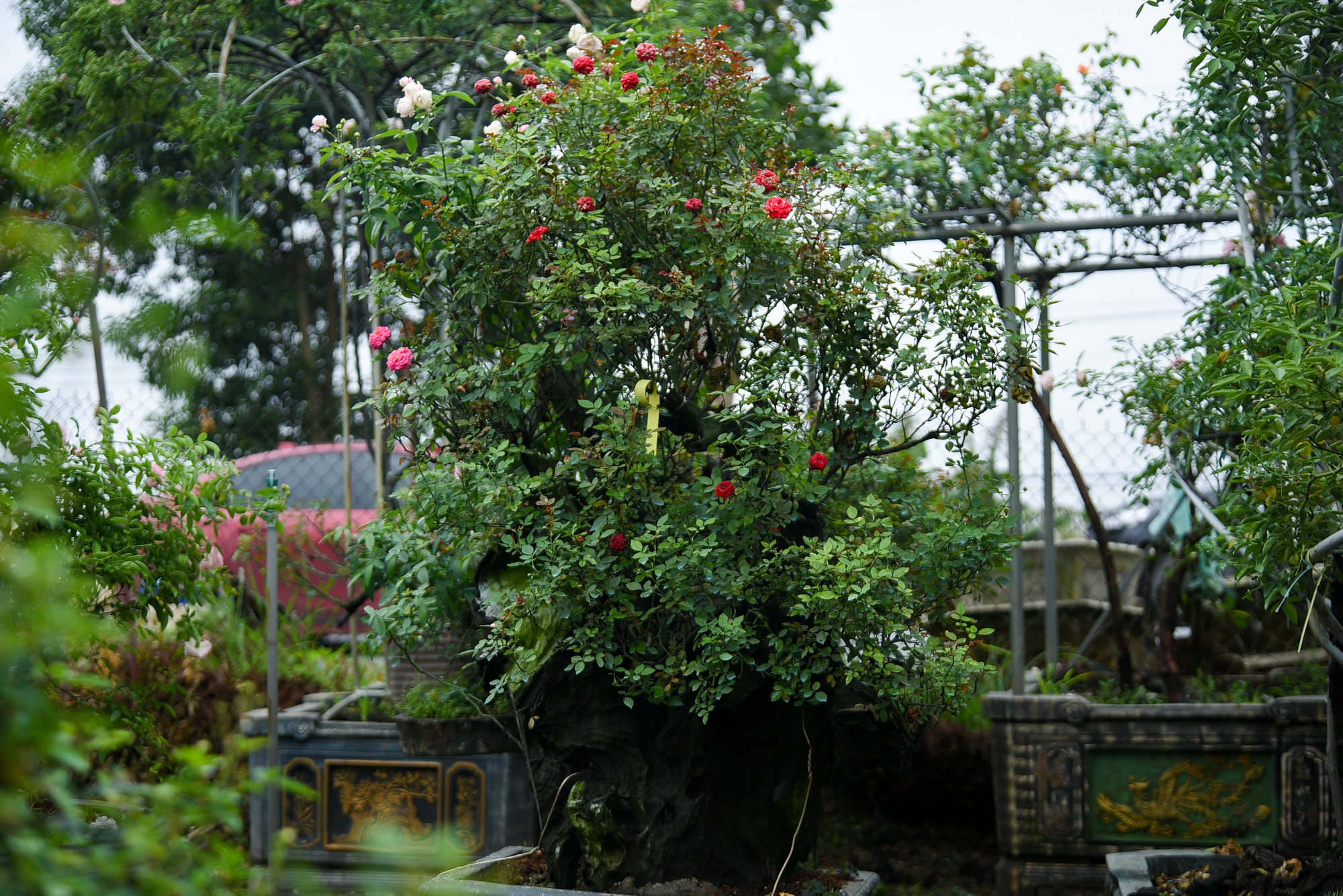 Trồng hoa hồng bonsai, tạo dáng độc lạ người nông dân thu về hơn 300 triệu đồng mỗi năm - Ảnh 12.
