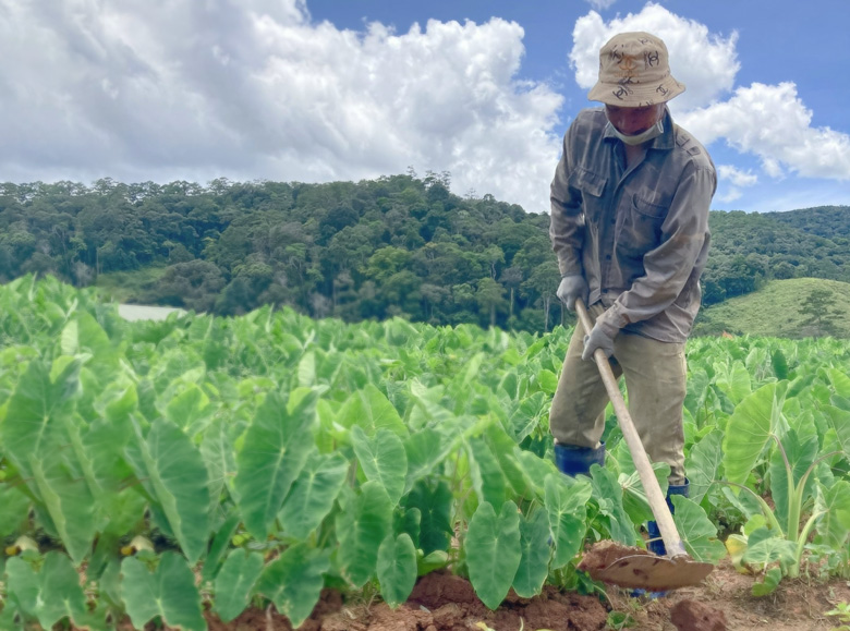 Trồng thứ cây gặp mưa là tốt um, tới kỳ cuốc lên toàn thấy củ, nông dân nơi này ở Lâm Đồng đổi đời - Ảnh 1.