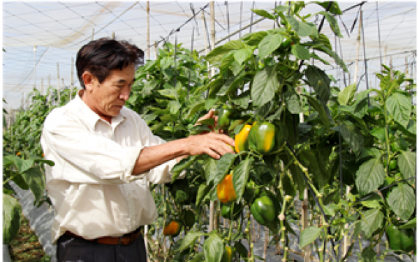 Chỉ trồng ớt Hà Lan mà một nông dân Lâm Đồng thu 2,5 tỷ