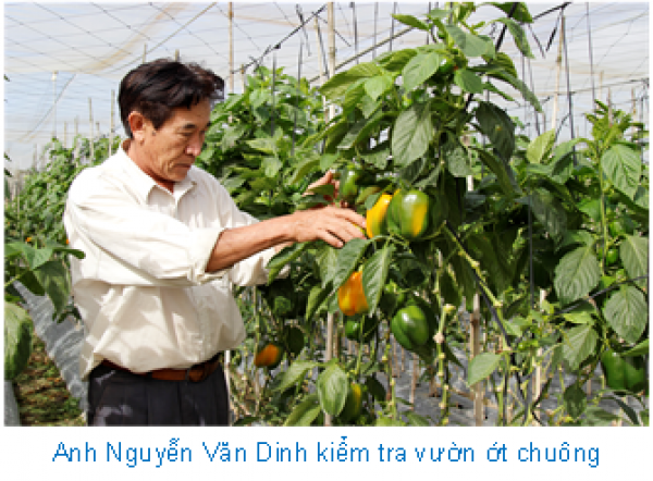 Chỉ trồng ớt Hà Lan mà một nông dân Lâm Đồng thu 2,5 tỷ - Ảnh 1.